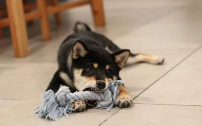 Does Homeowners Insurance Cover Dog Bites? What Victims Need to Know