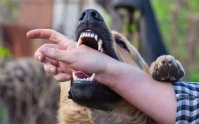 Does Renters Insurance Cover Dog Bites in Philadelphia and surrounding Pennsylvania Cities and Towns?
