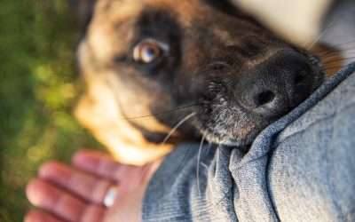 Does Umbrella Insurance Cover Dog Bites?